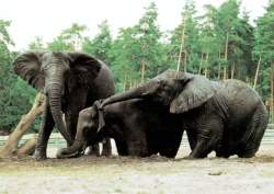 Elefantinnen im Badeteich