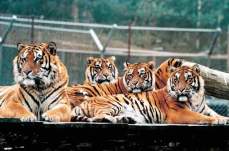 Bengaltigergruppe