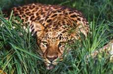 Amurleopard